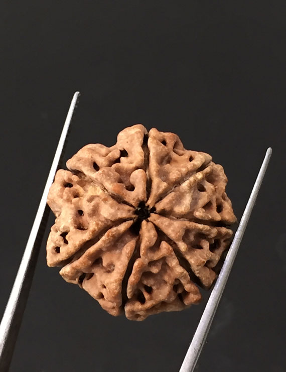 7 Mukhi Certified Nepali Rudraksha Size- 22 mm